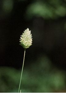 Phalaris canariensis L. attēls