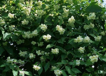 Philadelphus coronarius L. attēls