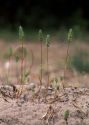 Phleum arenarium L. attēls