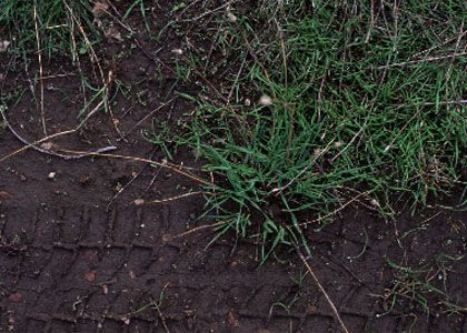 Phleum nodosum L. attēls