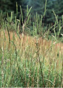 Phleum phleoides (L.) H.Karst. attēls