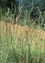 Phleum phleoides (L.) H.Karst. attēls