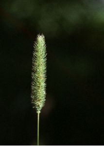 Phleum pratense L. attēls