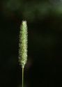 Phleum pratense L. attēls