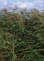 Phragmites australis (Cav.) Trin. ex Steud. attēls