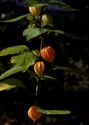 Physalis alkekengi L. attēls