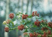 Physocarpus opulifolius (L.) Maxim. attēls