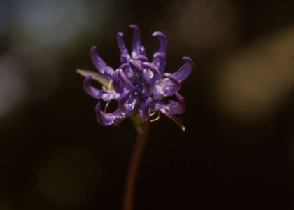 Phyteuma orbiculare L. attēls