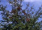 Picea abies (L.) H.Karst. attēls