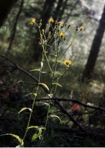 Picris hieracioides L. attēls