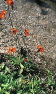 Pilosella aurantiaca (L.) F.W.Schultz et Sch.Bip. attēls