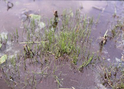 Pilularia globulifera L. attēls