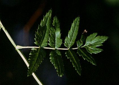 Pimpinella major (L.) Huds. attēls