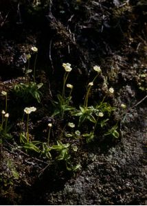 Pinguicula alpina L. attēls