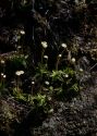 Pinguicula alpina L. attēls