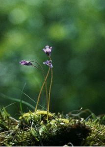 Pinguicula vulgaris L. attēls