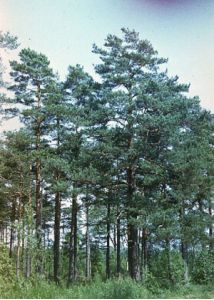 Pinus sylvestris L. attēls