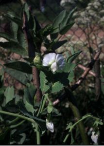 Pisum sativum L. attēls