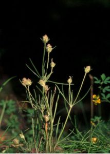 Plantago arenaria Waldst. et Kit. attēls