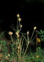 Plantago arenaria Waldst. et Kit. attēls