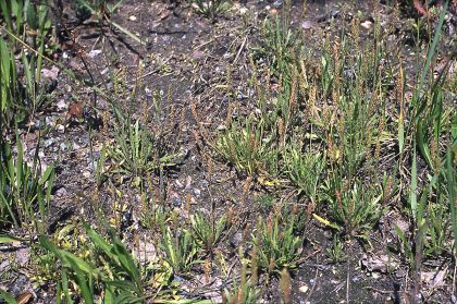 Plantago coronopus L. attēls