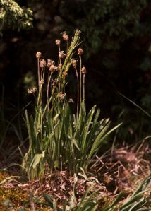 Plantago lanceolata L. attēls