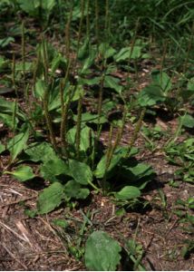 Plantago major L. attēls