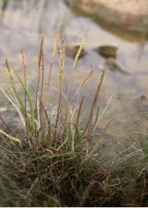 Plantago maritima L. attēls