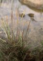 Plantago maritima L. attēls