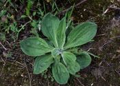 Plantago media L. attēls