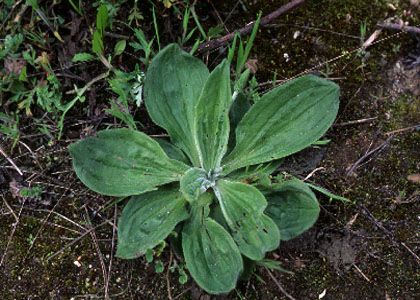 Plantago media L. attēls