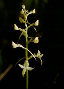 Platanthera bifolia (L.) Rich. attēls