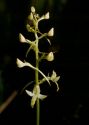 Platanthera bifolia (L.) Rich. attēls