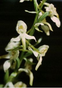 Platanthera chlorantha (Custer) Rchb. attēls