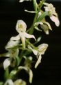 Platanthera chlorantha (Custer) Rchb. attēls