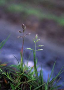 Poa annua L. attēls