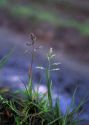 Poa annua L. attēls