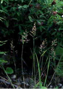 Poa compressa L. attēls