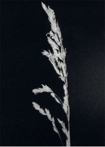 Poa pratensis L. attēls