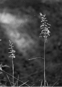 Poa trivialis L. attēls