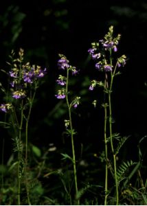 Polemonium caeruleum L. attēls