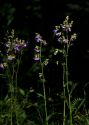 Polemonium caeruleum L. attēls