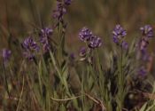 Polygala amarella Crantz attēls