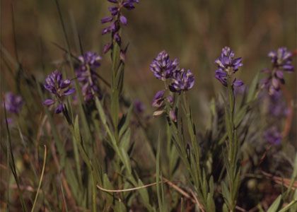 Polygala amarella Crantz attēls