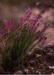 Polygala comosa Schkuhr attēls