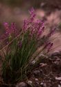 Polygala comosa Schkuhr attēls