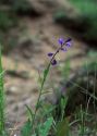 Polygala vulgaris L. attēls