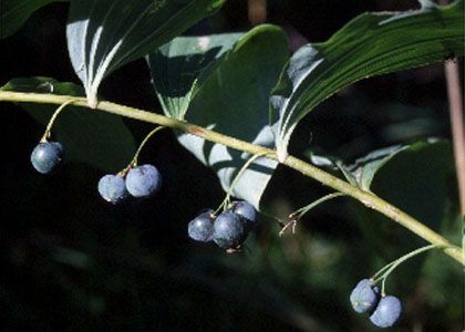 Polygonatum multiflorum (L.) All. attēls