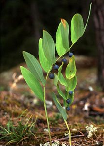 Polygonatum odoratum (Mill.) Druce attēls