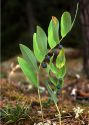 Polygonatum odoratum (Mill.) Druce attēls